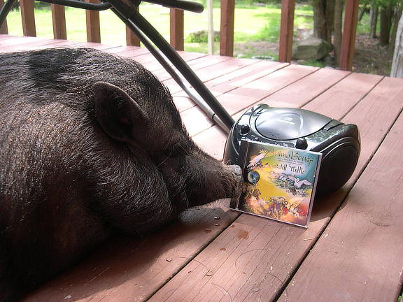 Music-loving Pig